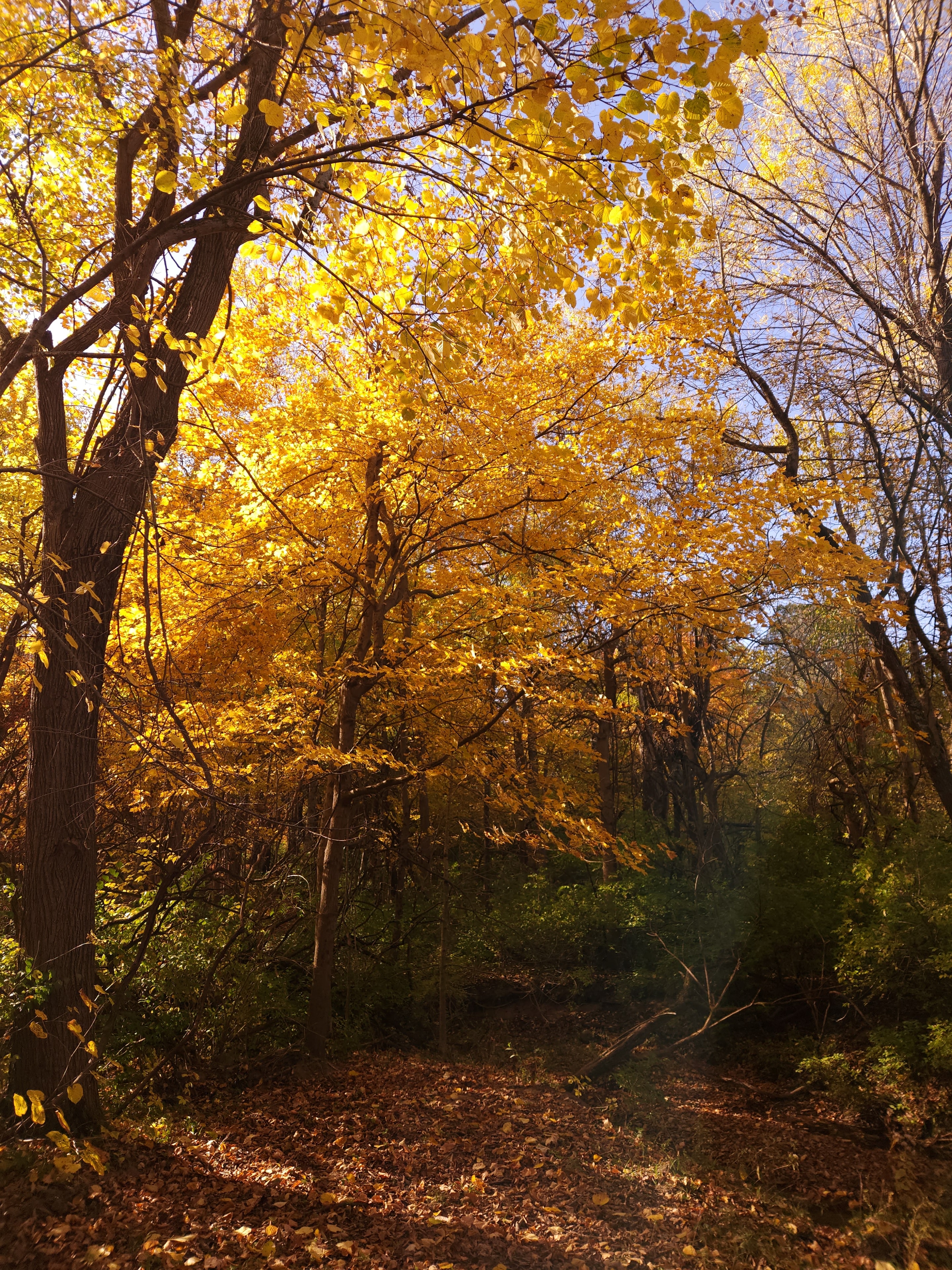 A canopy of color