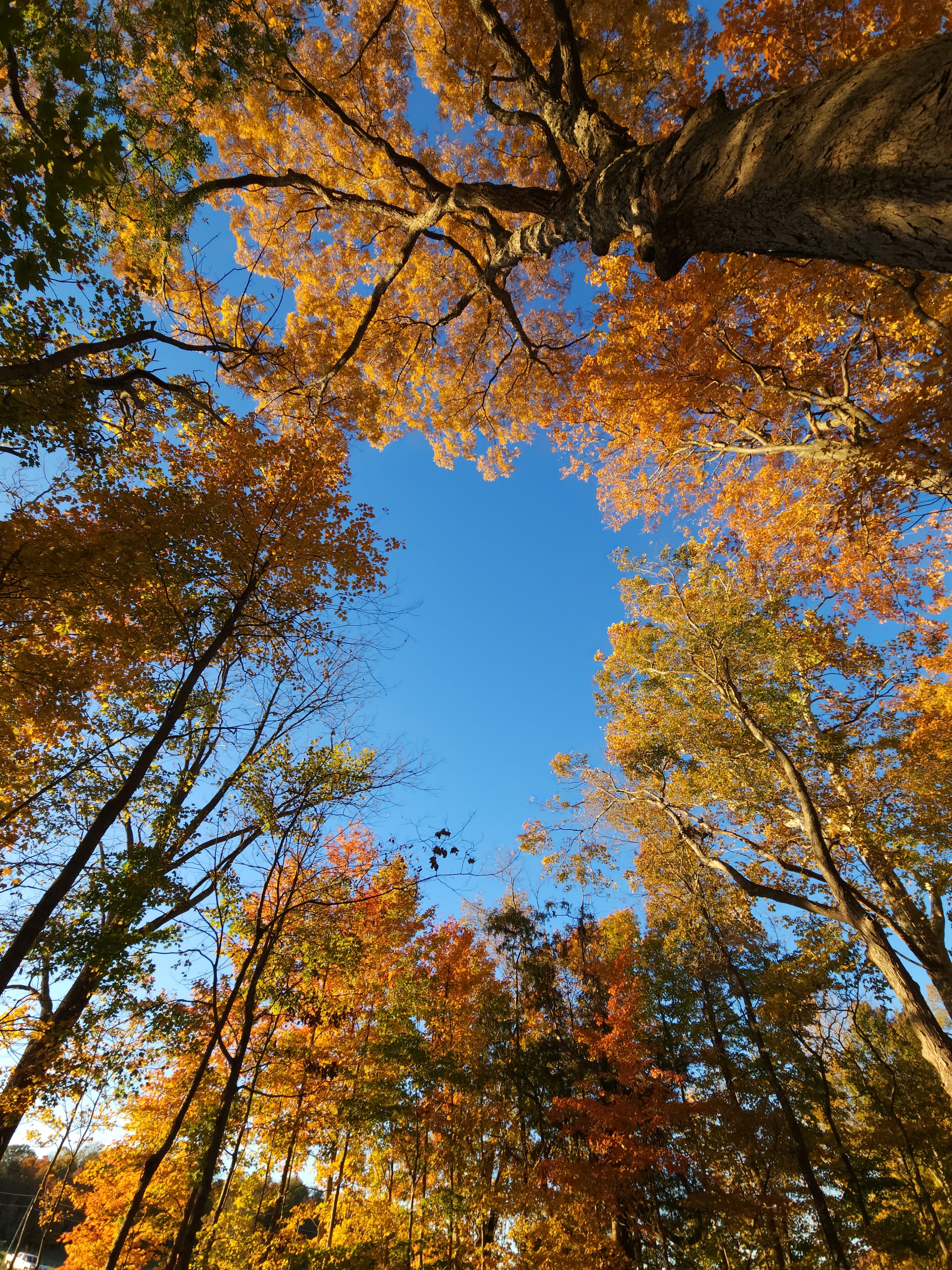 Blue sky, bright leaves